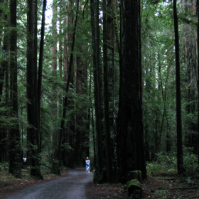 redwoods