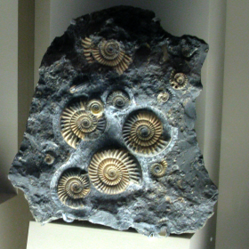 fossils