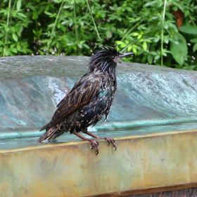 pretty bird