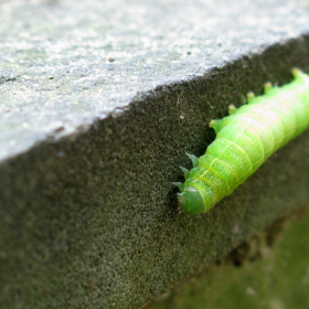 catepillar