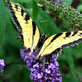 butterfly