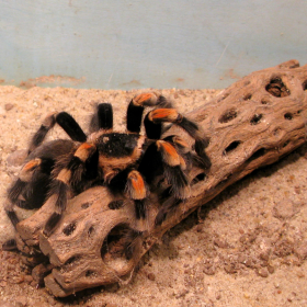 spider