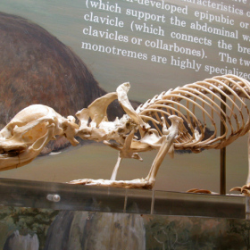 platypus