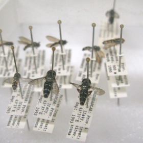 crawlies