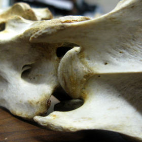 bones