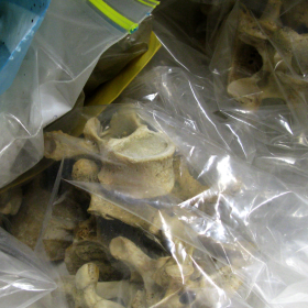 bag of bones