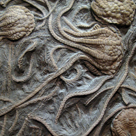 crinoid