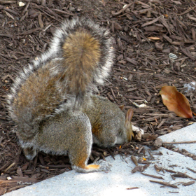 squirrel 