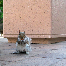 FBI squirrel
