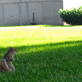 evening squirrel