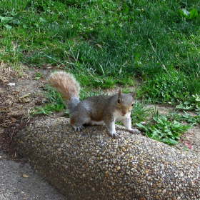 squirrels