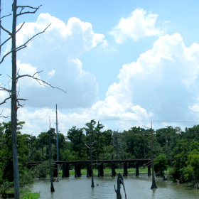 swamp