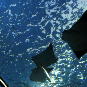rays