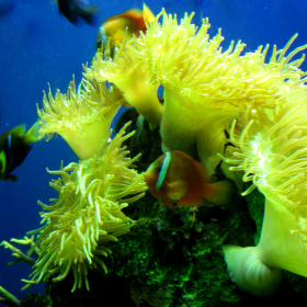 reef