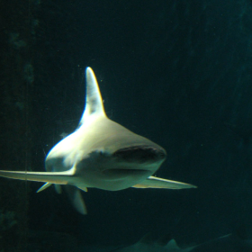 shark