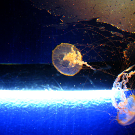jellyfish