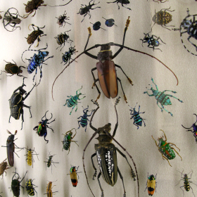 crawlies