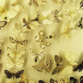 lepidoptera
