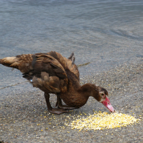 duck