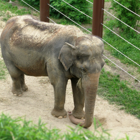 elephant