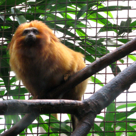tamarind