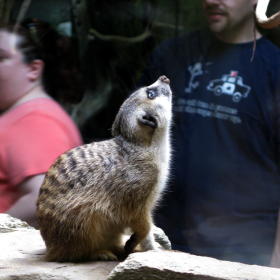meerkat