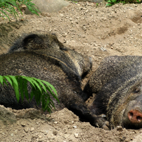peccary