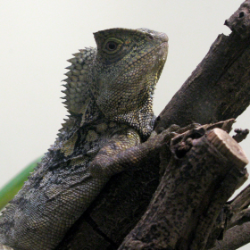 chameleon