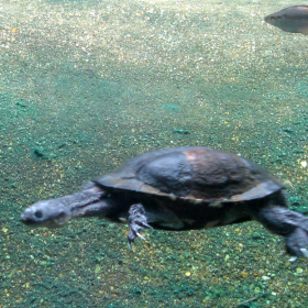 turtle