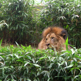 lion