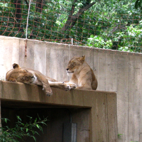 lion naptime