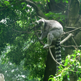 lemur