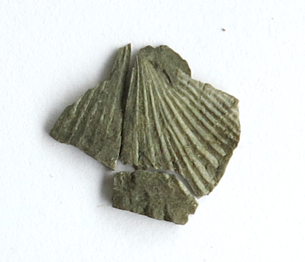 fossil