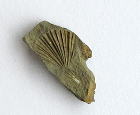 fossil