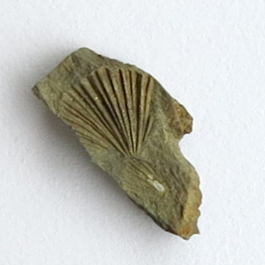 fossil