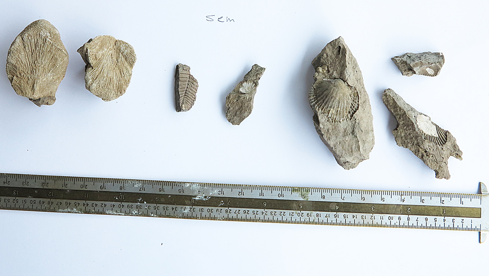 fossil