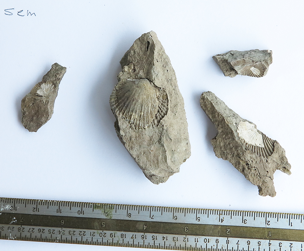 brachiopod