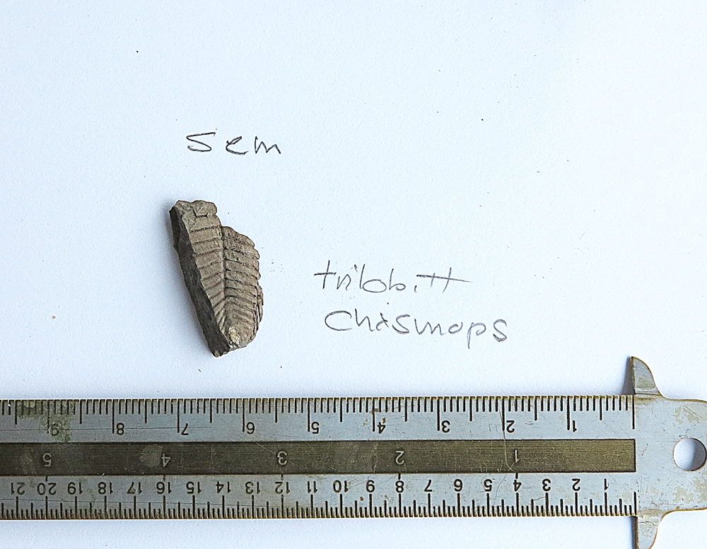 fossil