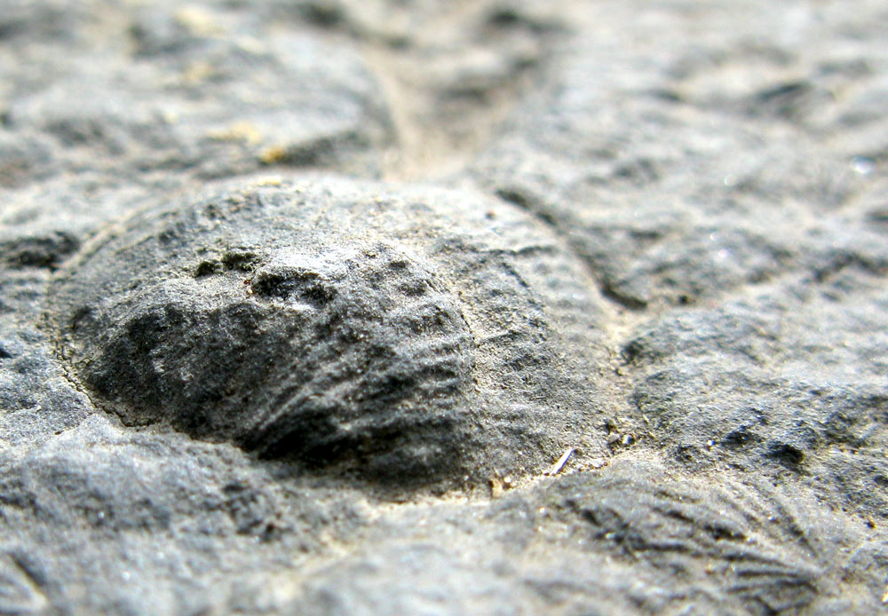 brachiopod