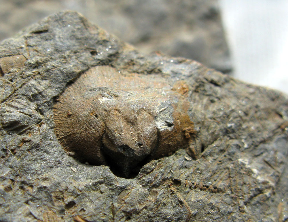 brachiopod