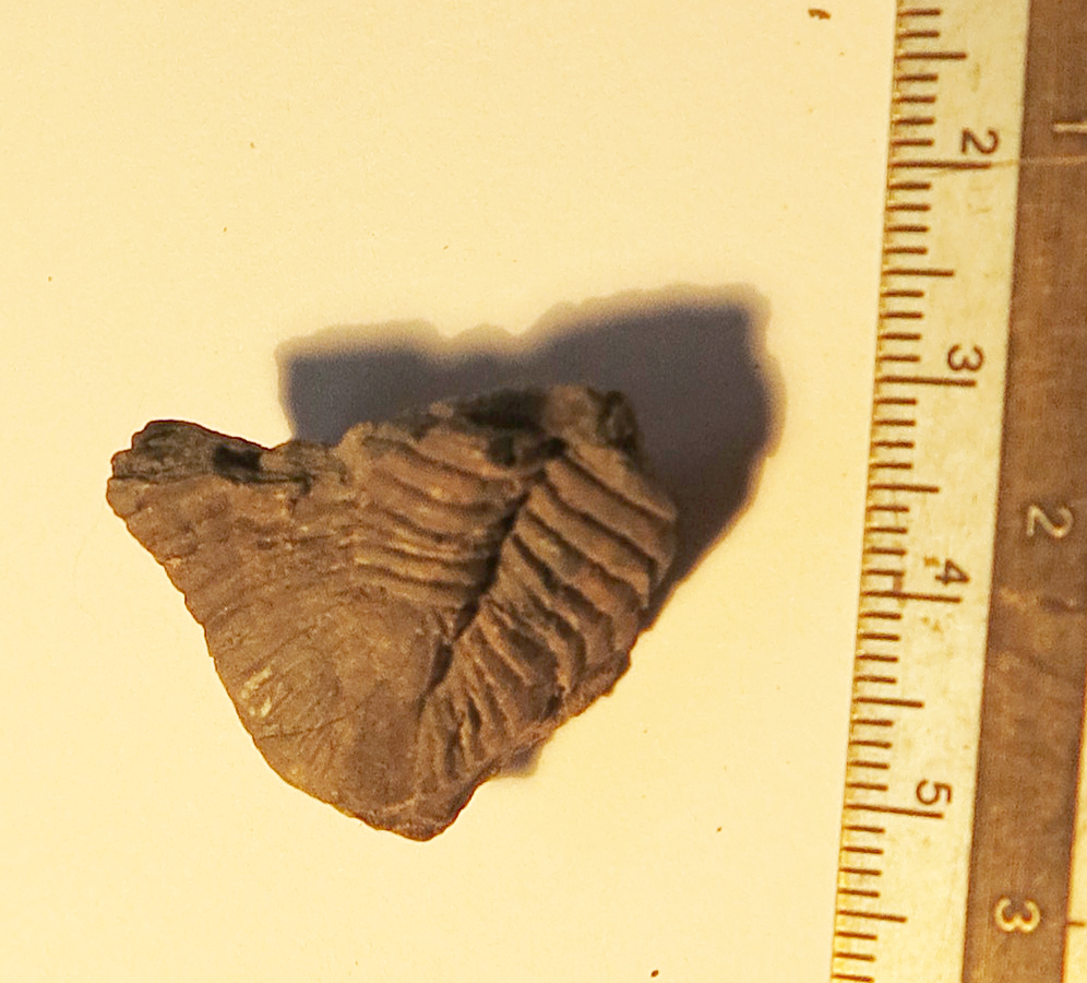 trilobite