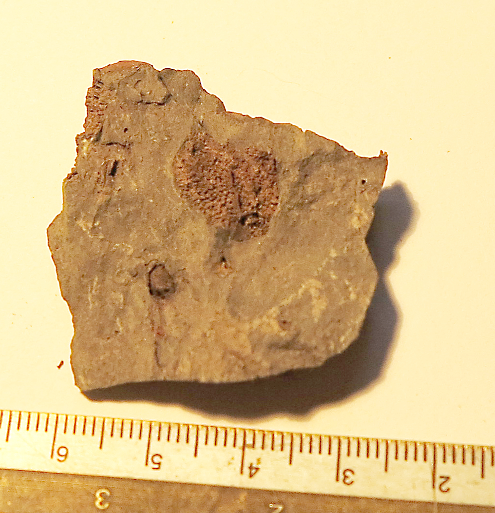 fossil