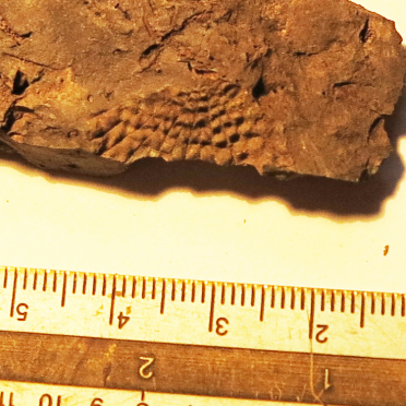 fossil