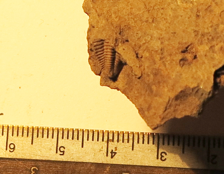 trilobite