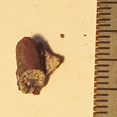 fossil?