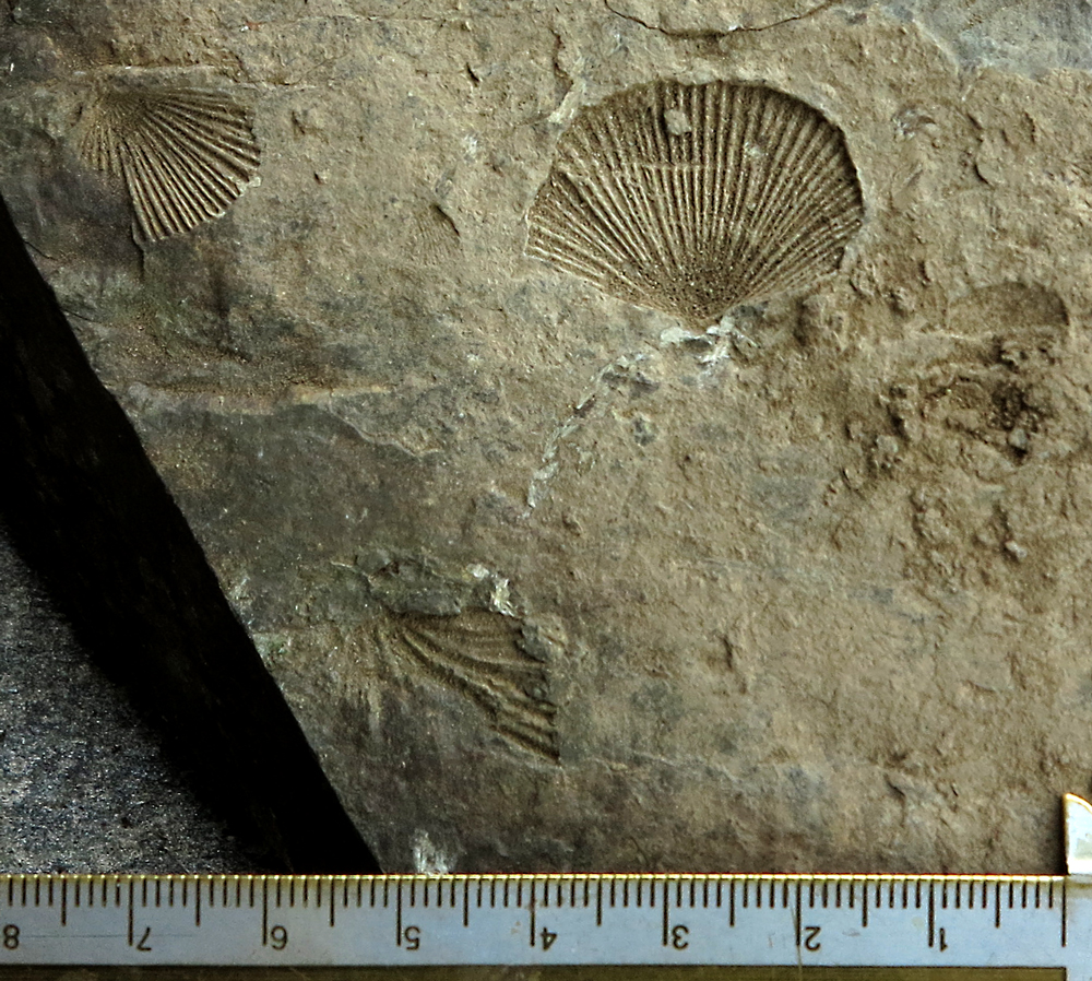 3xfossils