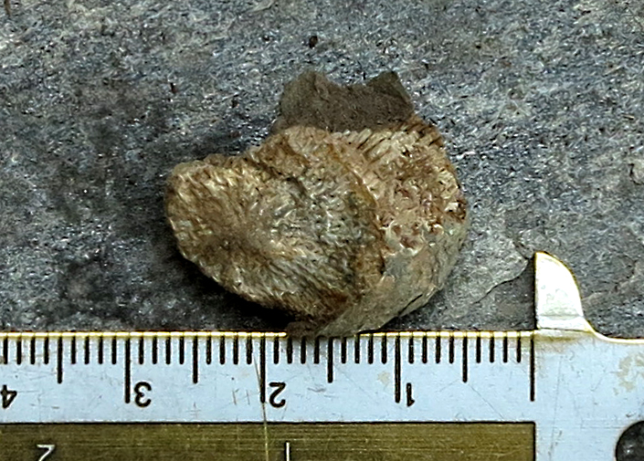 ? coral ?