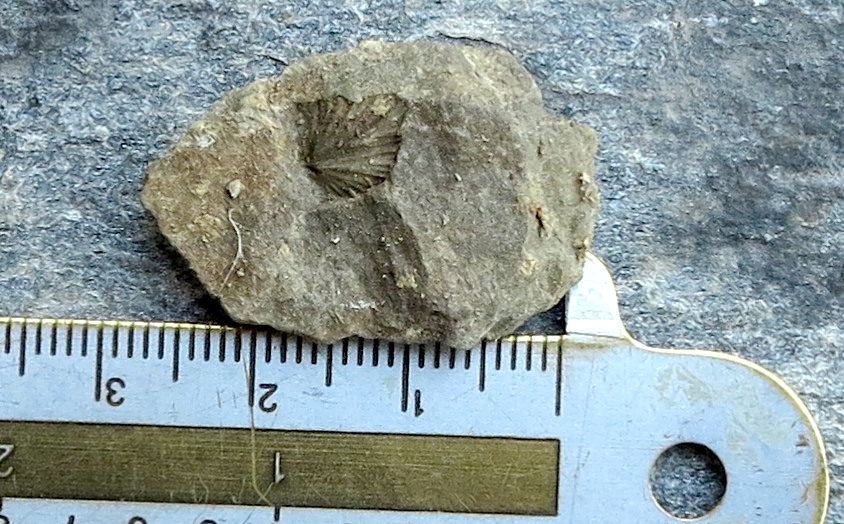brachiopod?