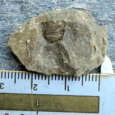 brachiopod?