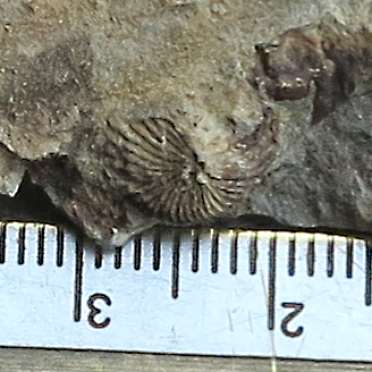 brachiopod?